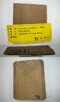 藏品(裴氏南洋杉)的圖片